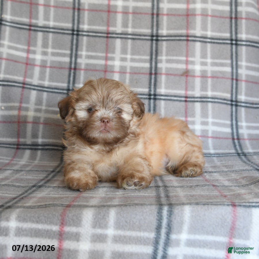 Shih Tzu dogs Sonny - Ad 2
