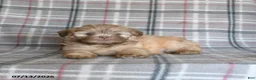 Shih Tzu dogs for sale: Sonny - Ad 2