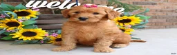 Goldendoodle dogs for sale: Remy - Ad 4