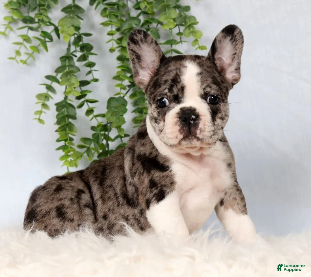 Frenchton dogs for sale: Trenton - Ad 1