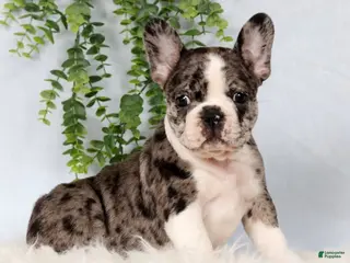 Frenchton dogs for sale: Trenton - Ad 1