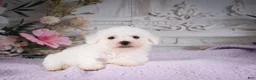 Bichon Frise dogs for sale: AKC-Ricky - Ad 3