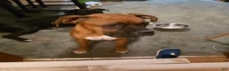 Boxer dogs for sale: Zulu - Ad 8