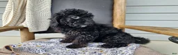 Mini Bernedoodle dogs for sale: Willow - Ad 5