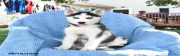 Siberian Husky dogs for sale: Barbie - Ad 5