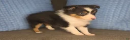 Shetland Sheepdog dogs for sale: Detroit  - Ad 9