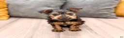 Yorkshire Terrier dogs for sale: Jace - Ad 1