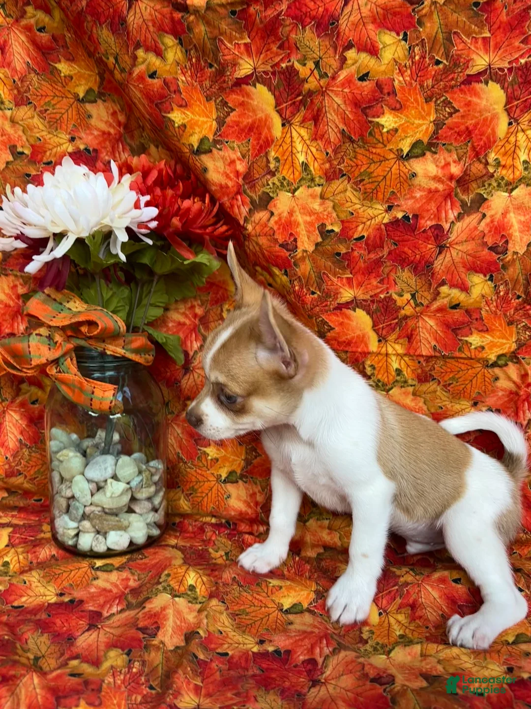 Pomchi dogs for sale: Sammy - Ad 9