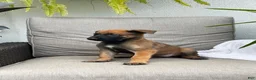 Belgian Malinois dogs for sale: Brooke - Ad 3