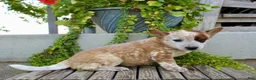 Australian Cattle Dog dogs for sale: Ava - Ad 6