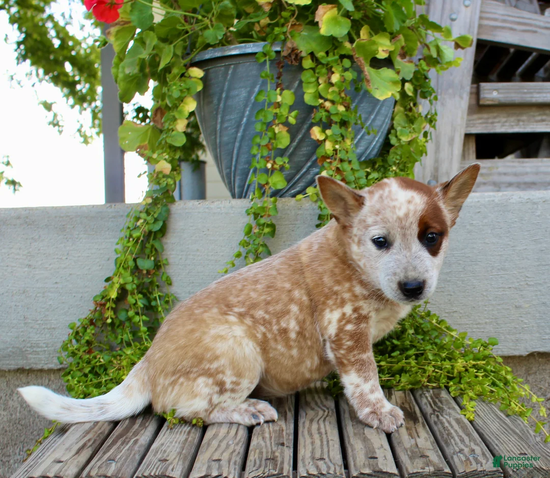 Australian Cattle Dog dogs for sale: Ava - Ad 6