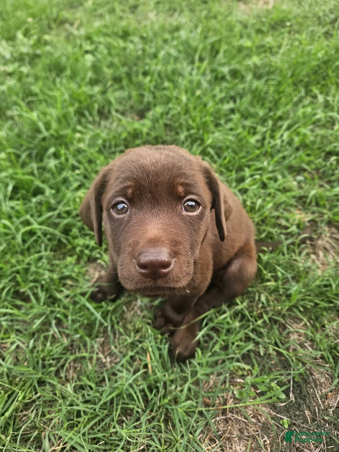 Labrador Retriever dogs for sale: Labrador Retriever Puppy 3 - Ad 1