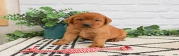 Labrador Retriever dogs for sale: Rebel - Ad 4