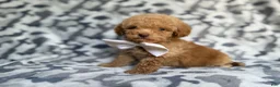 Cockapoo dogs for sale: Freddy - Ad 6