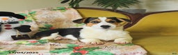 Welsh Corgi Pembroke dogs for sale: Natalie - Ad 24