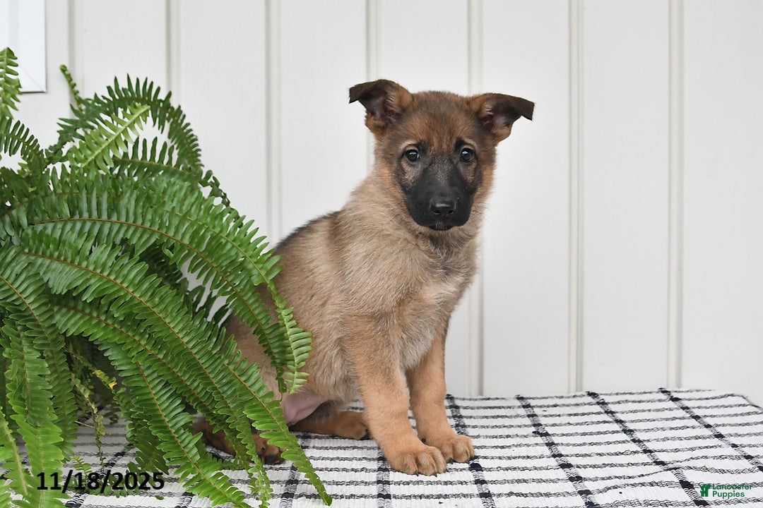German Shepherd dogs for sale: Kandy - Ad 4