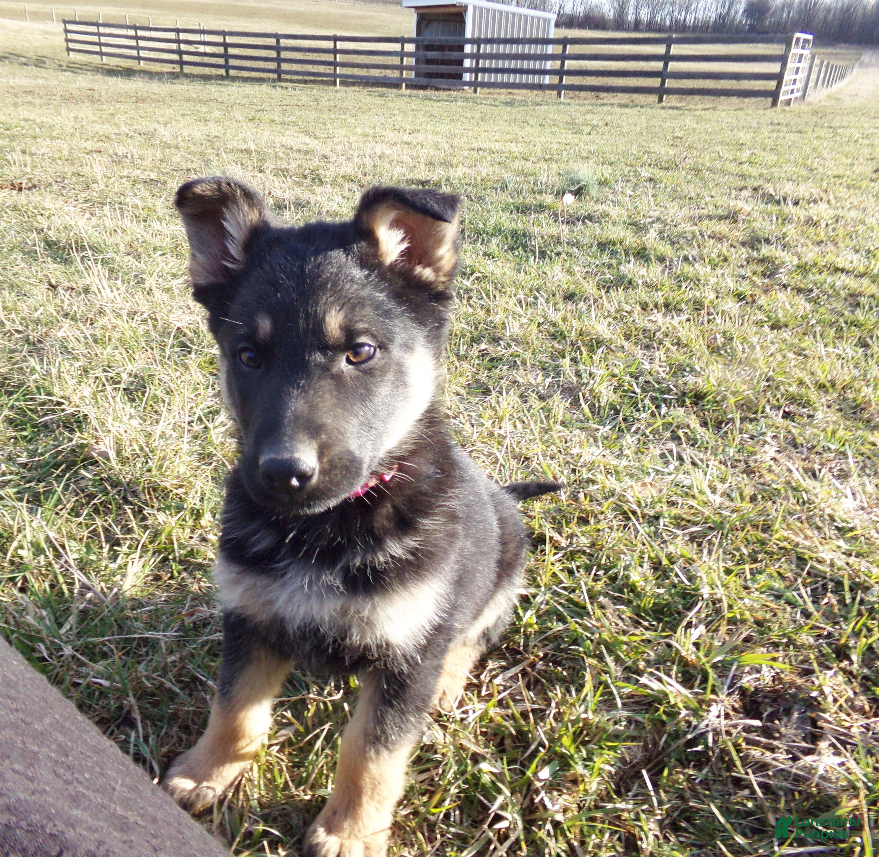 German Shepherd dogs Carley - Ad 1