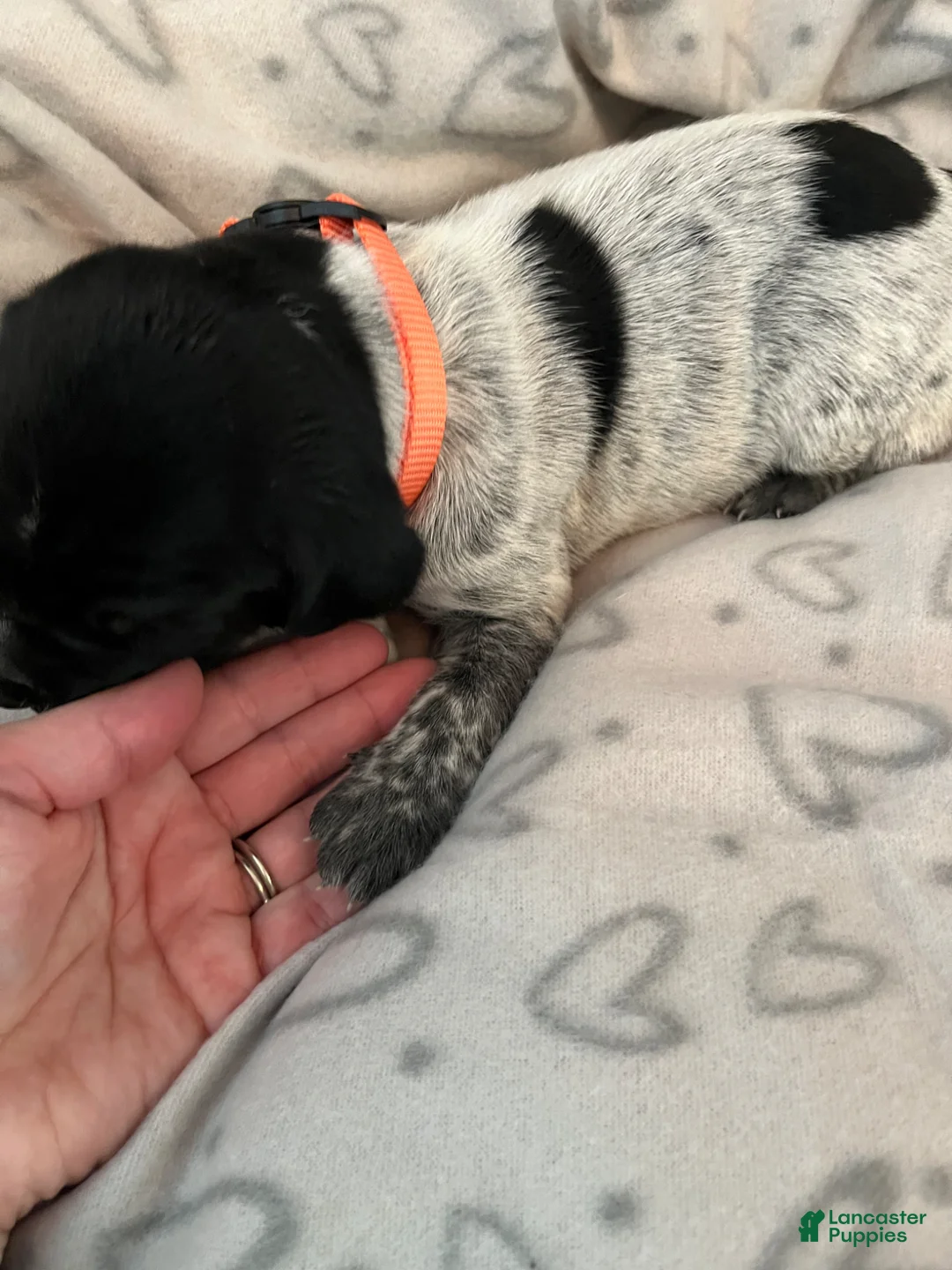 German Shorthaired Pointer dogs for sale: German Shorthaired Pointer Puppy 2 - Ad 2