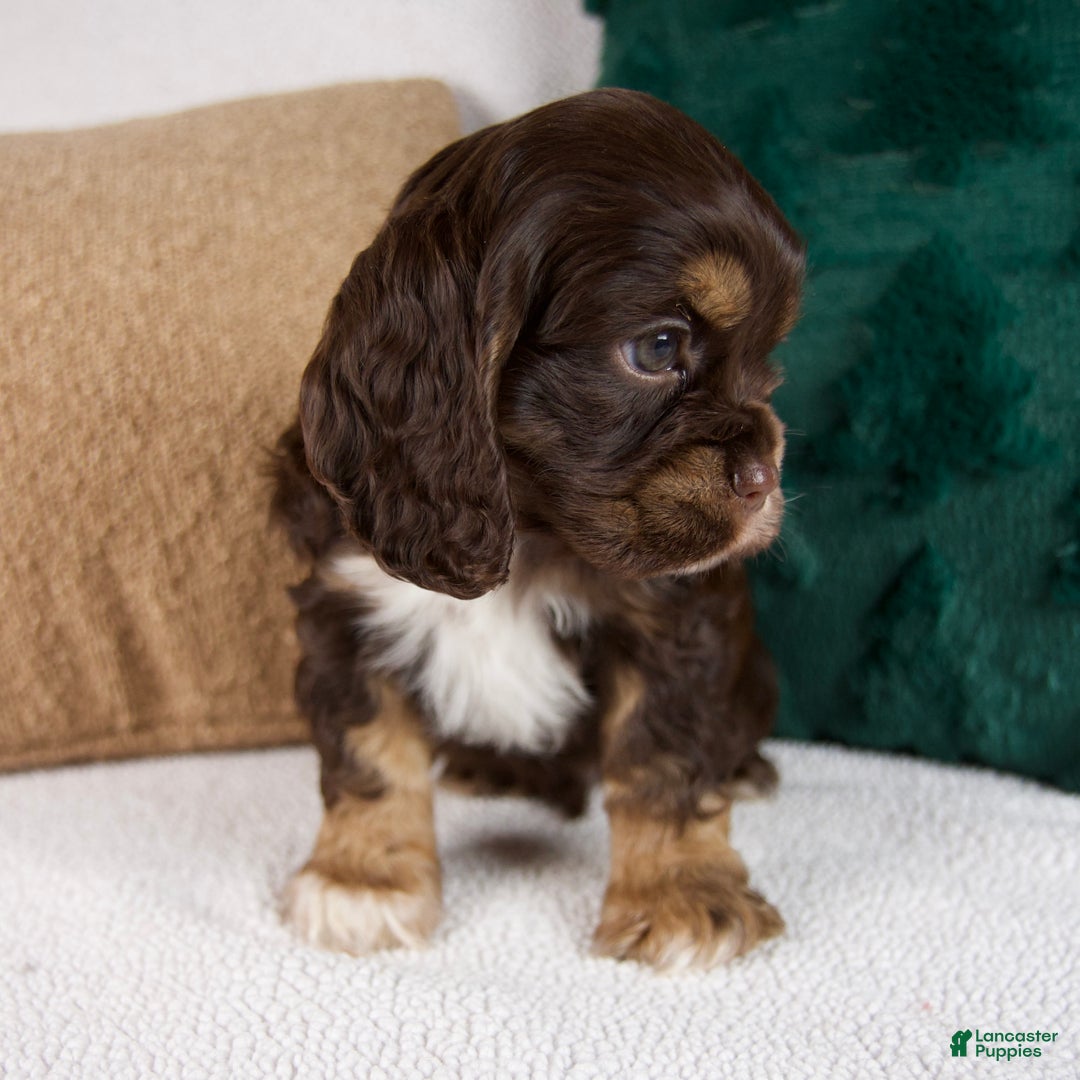 Cocker Spaniel dogs for sale: Rocky - Ad 3