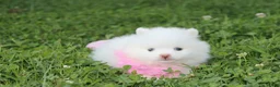 Pomeranian dogs for sale: Heather  - Ad 7
