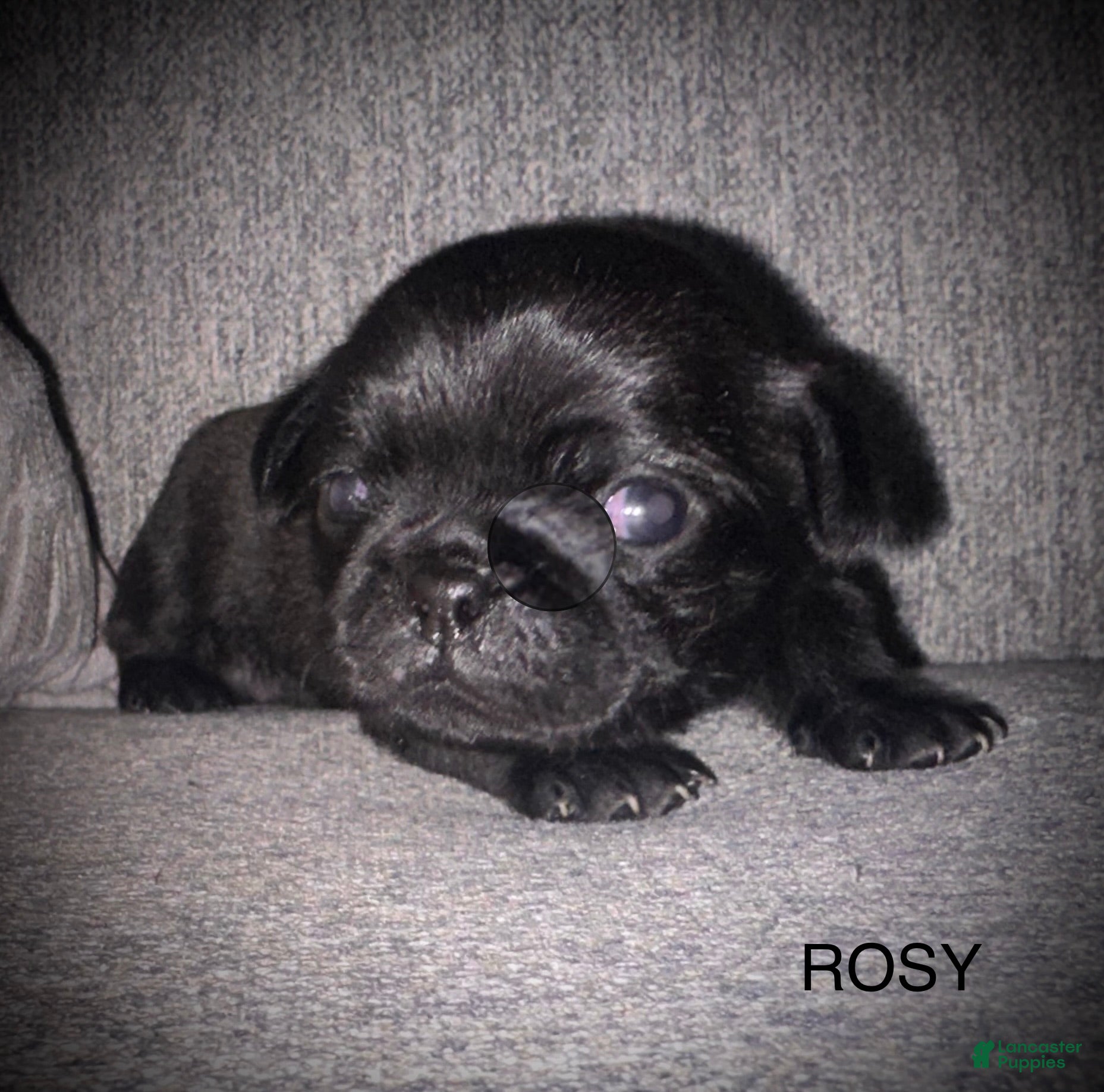 Pug dogs Rosy - Ad 29