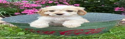 Cockapoo dogs for sale: Bella - Ad 3
