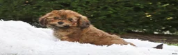 Cavapoo dogs for sale: Rudy - Ad 10