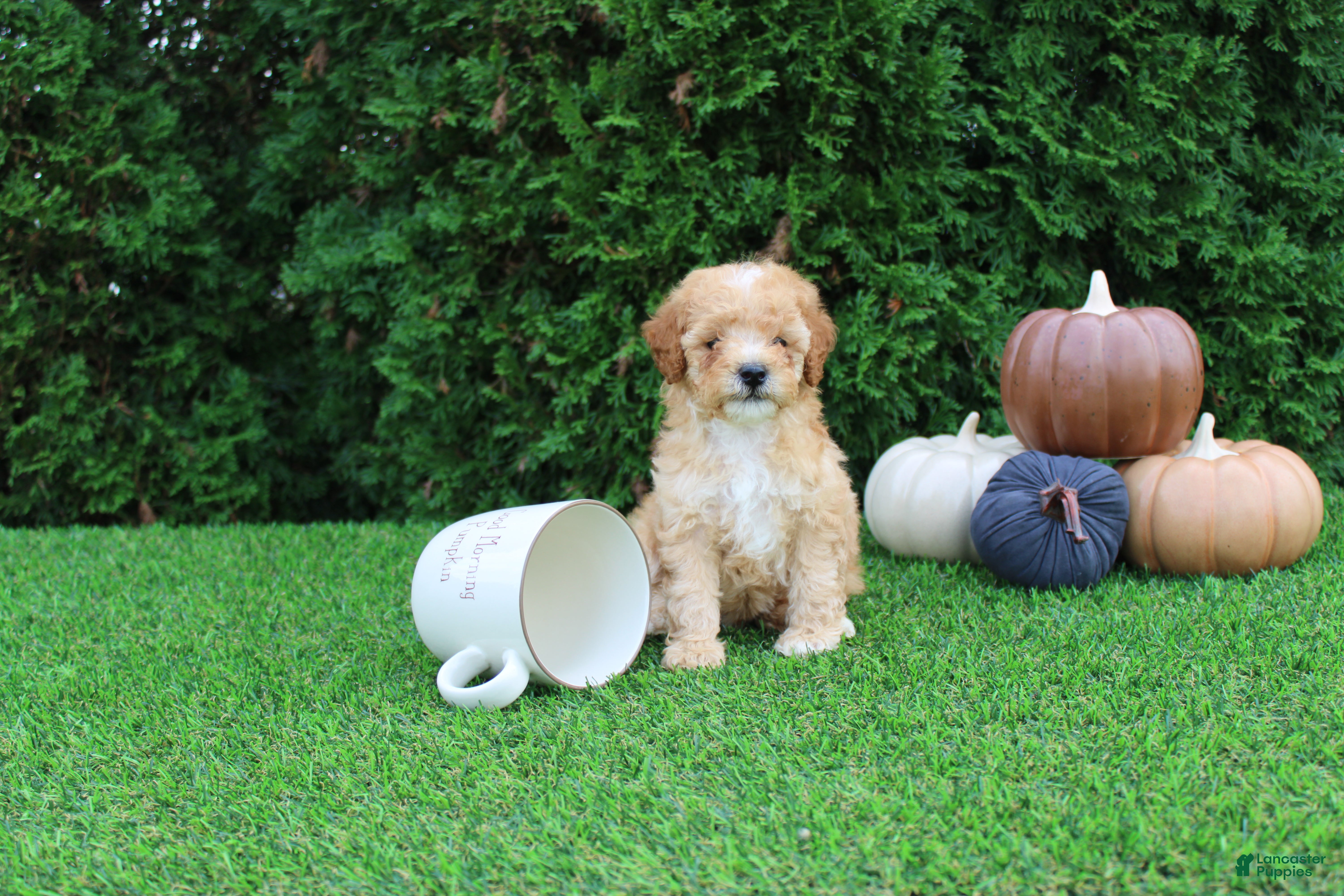 Toy Poodle (Toy Poodle, Male) in Middlebury, IN