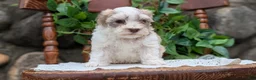 Havanese dogs for sale: Niko - Ad 4