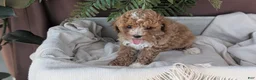 Cockapoo dogs for sale: Heaven - Ad 3