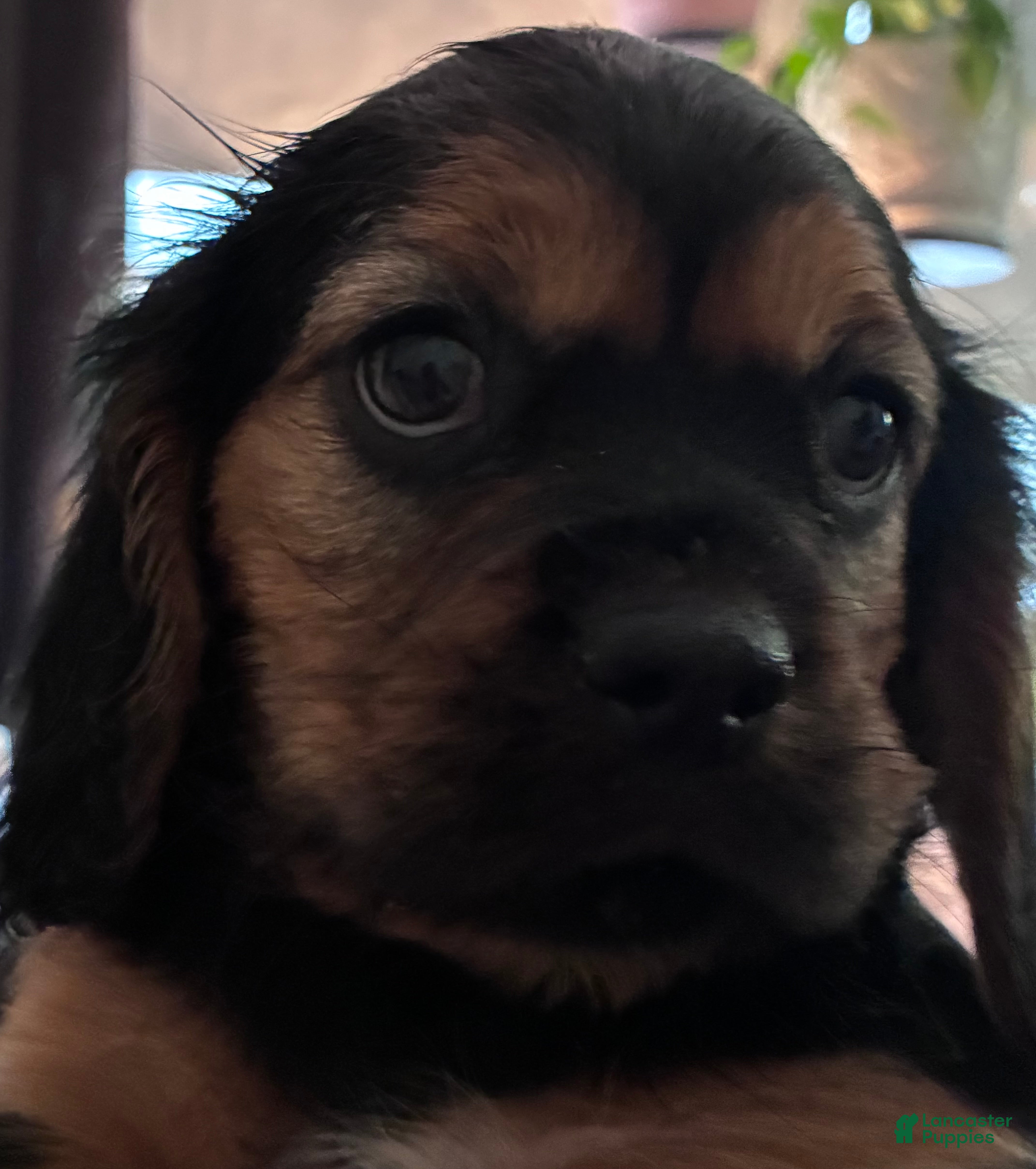 Cavalier King Charles Spaniel dogs Cavalier King Charles Spaniel Puppy 1 - Ad 1