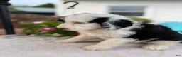 Sheepadoodle dogs for sale: Dolly - Ad 4