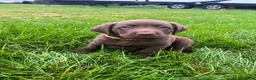 Labrador Retriever dogs for sale: Summer - Ad 4