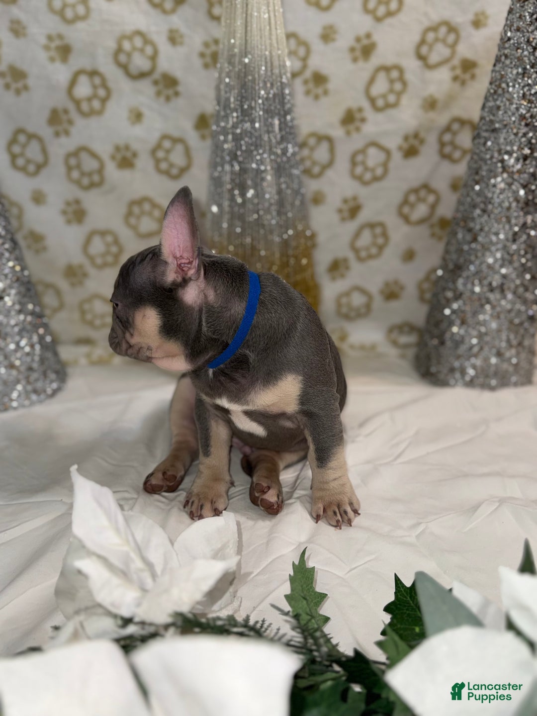 French Bulldog dogs for sale: Thor - Ad 4