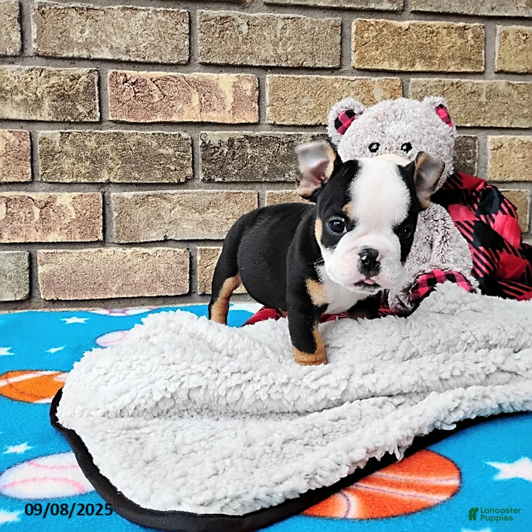 English Bulldog dogs for sale: Reuben - Ad 16