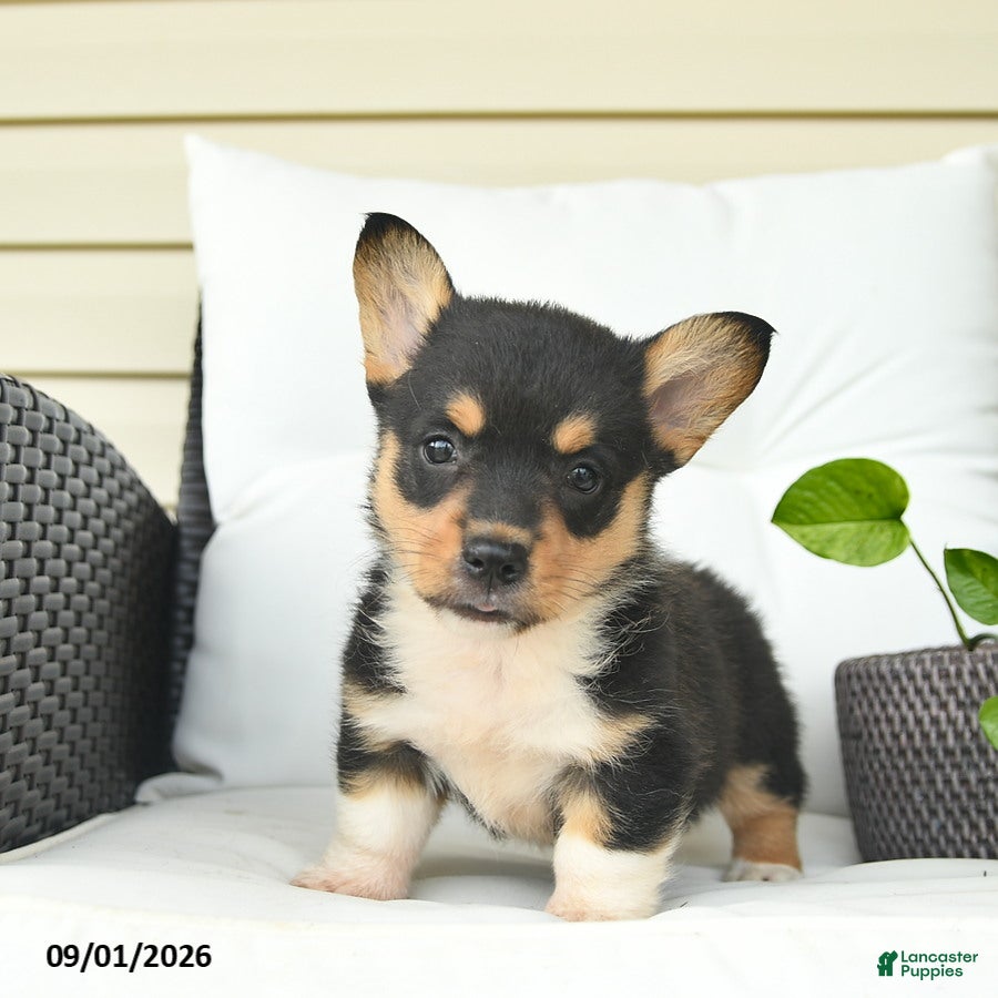 Welsh Corgi Pembroke dogs Bowe  - Ad 1