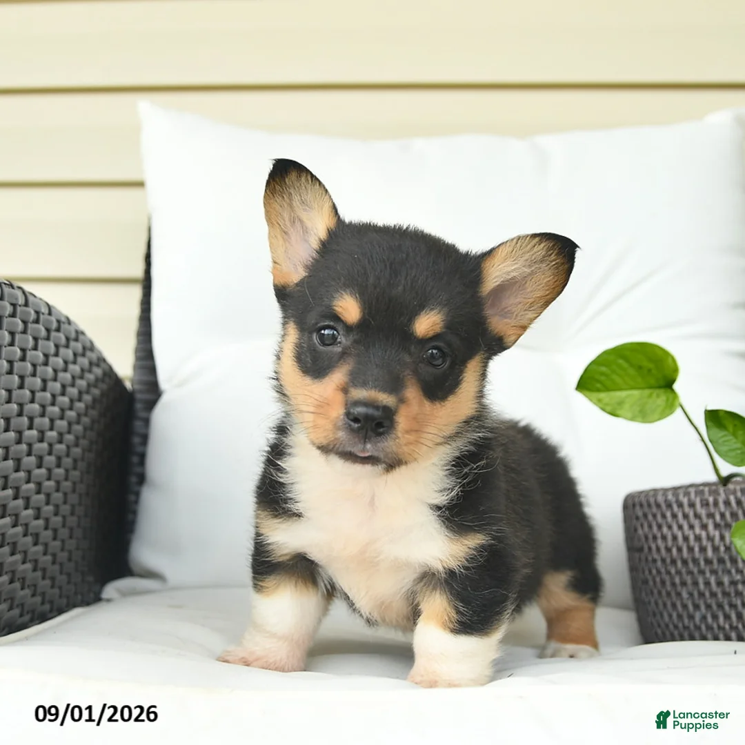Welsh Corgi Pembroke dogs for sale: Bowe  - Ad 1