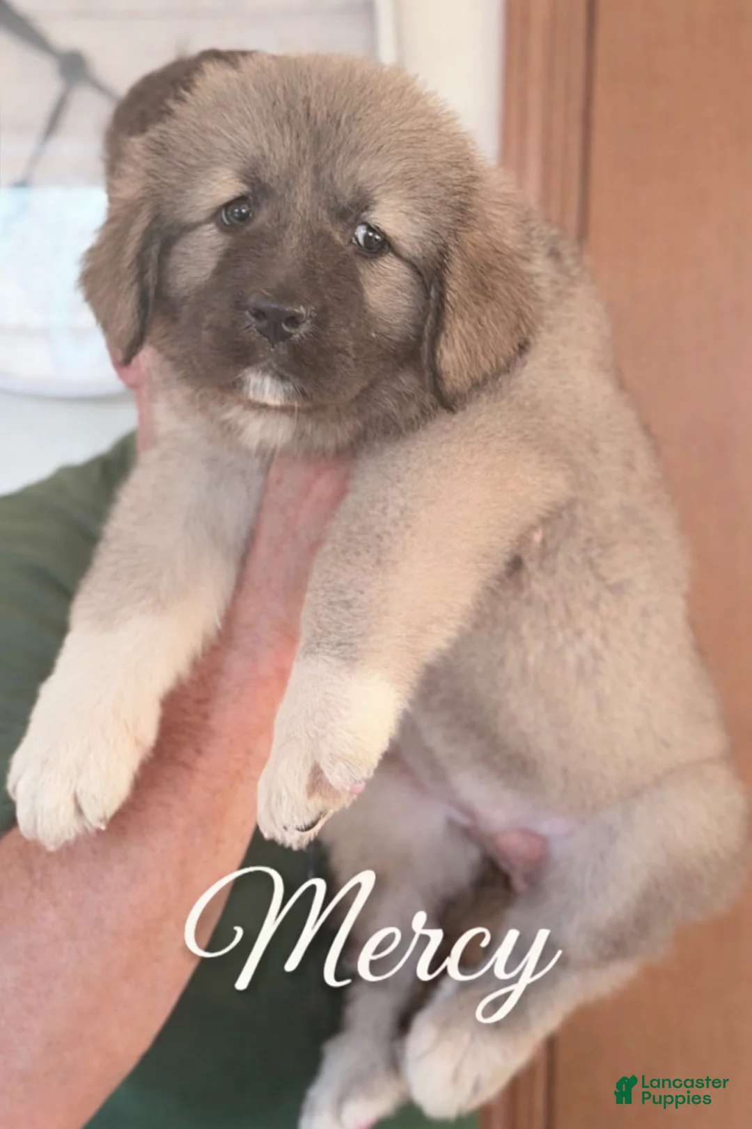 Caucasian Shepherd Dog dogs for sale: Caucasian Shepherd Dog Puppy  - Ad 2