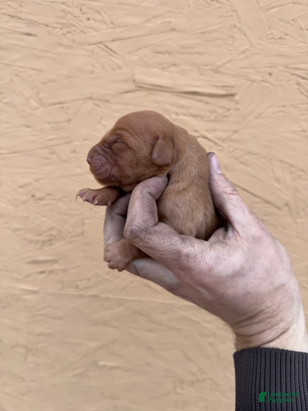 Golden Retriever dogs for sale: May - AKC, Genetically Clear - Ad 2