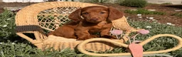 Dachshund dogs for sale: Violet - Ad 3