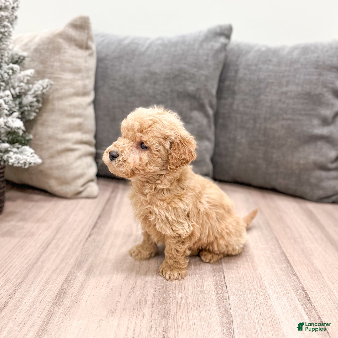 Goldendoodle dogs for sale: Archie - Ad 4