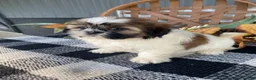 Shih Tzu dogs for sale: Sophie - Ad 3