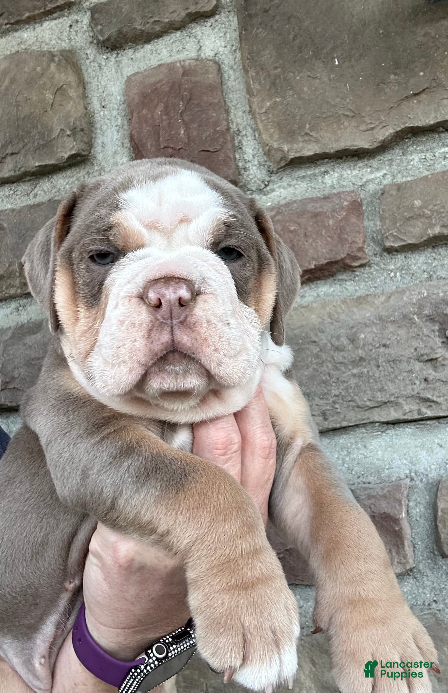 Olde English Bulldogge dogs Olde English Bulldogge Puppy 2 - Ad 18
