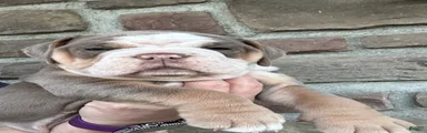Olde English Bulldogge Puppy 2