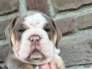 Olde English Bulldogge dogs Olde English Bulldogge Puppy 2 - Ad 18