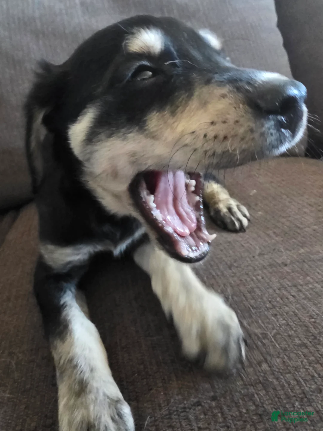 Goberian dogs for sale: Goberian Puppy 1 - Ad 2