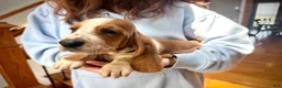 Basset Hound dogs for sale: Scarlett - Ad 2