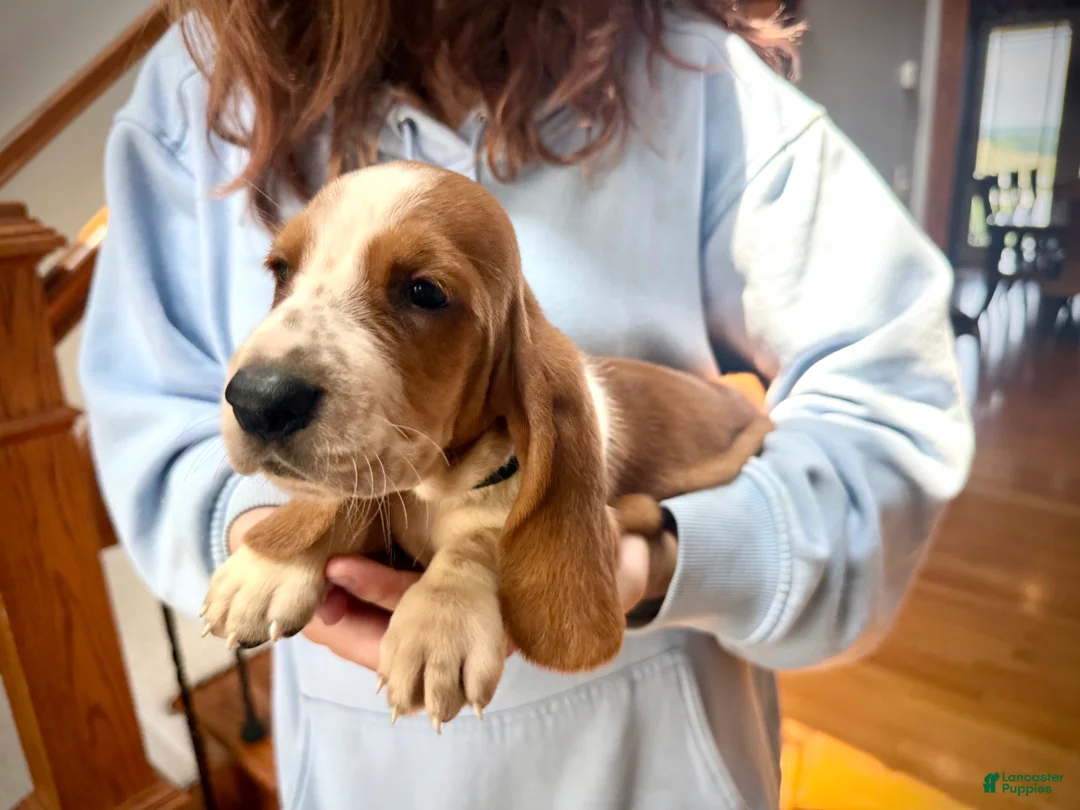 Basset Hound dogs for sale: Scarlett - Ad 2