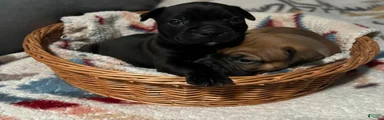 Frenchton Puppy 1