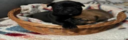 Frenchton dogs for sale: Frenchton Puppy 1 - Ad 1